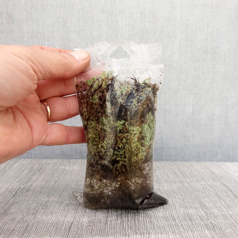 Azolla pinnata - Water fern Bare root sample as delivered in spring