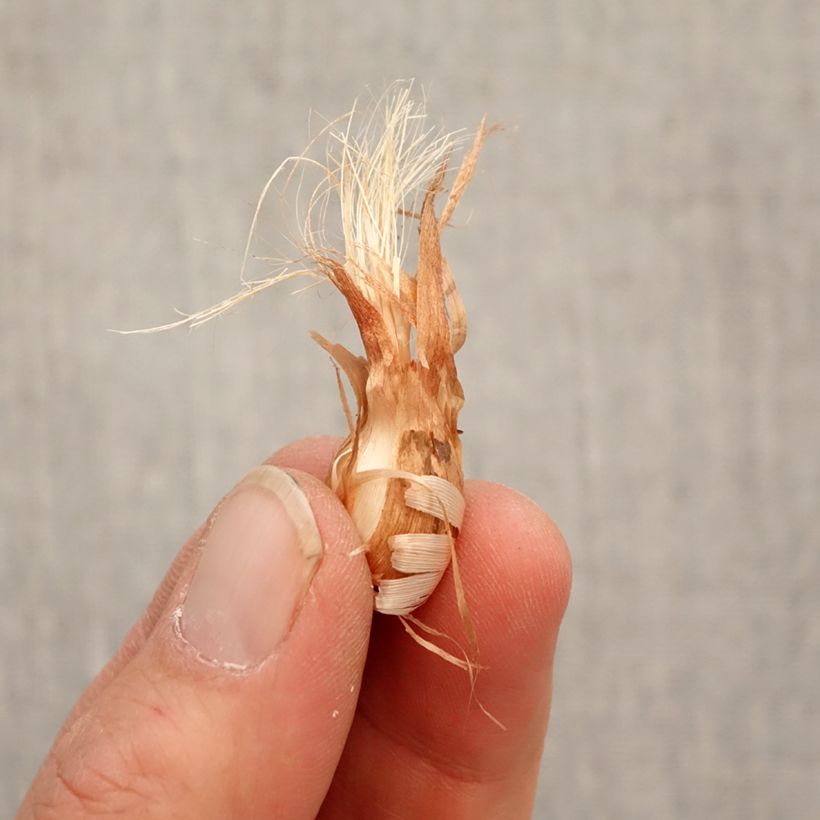 Babiana stricta - Blue Baboon Flower Bulb size 4/5 sample as delivered in spring