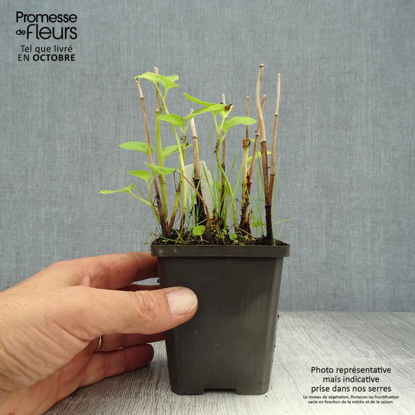 Baldellia ranunculoides 8/9 cm pot sample as delivered in autumn