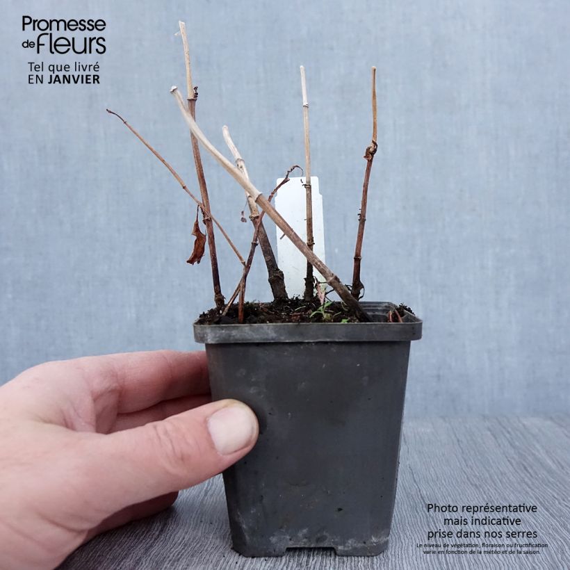 Baldellia ranunculoides 8/9 cm pot sample as delivered in winter