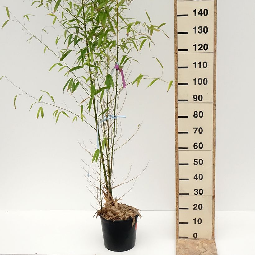 Golden Bamboo - Phyllostachys aurea 7.5L/10L pot sample as delivered in winter