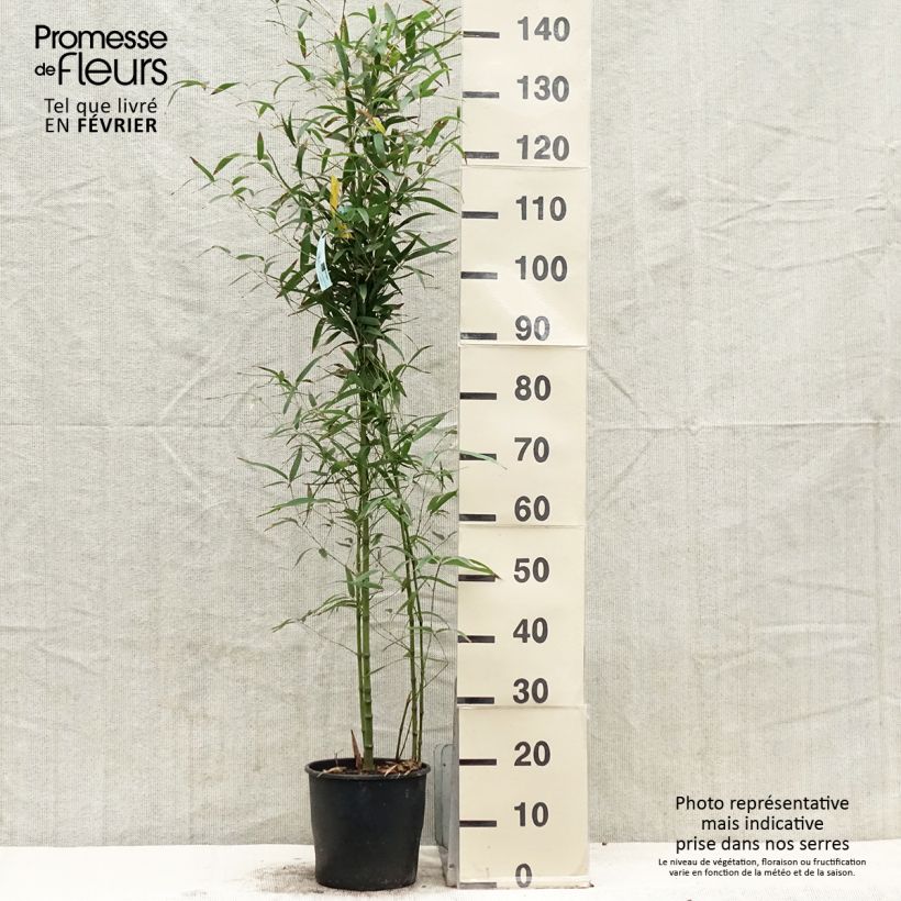 Phyllostachys aurea Koi - Fishpole Bamboo 4L/5L pot sample as delivered in winter