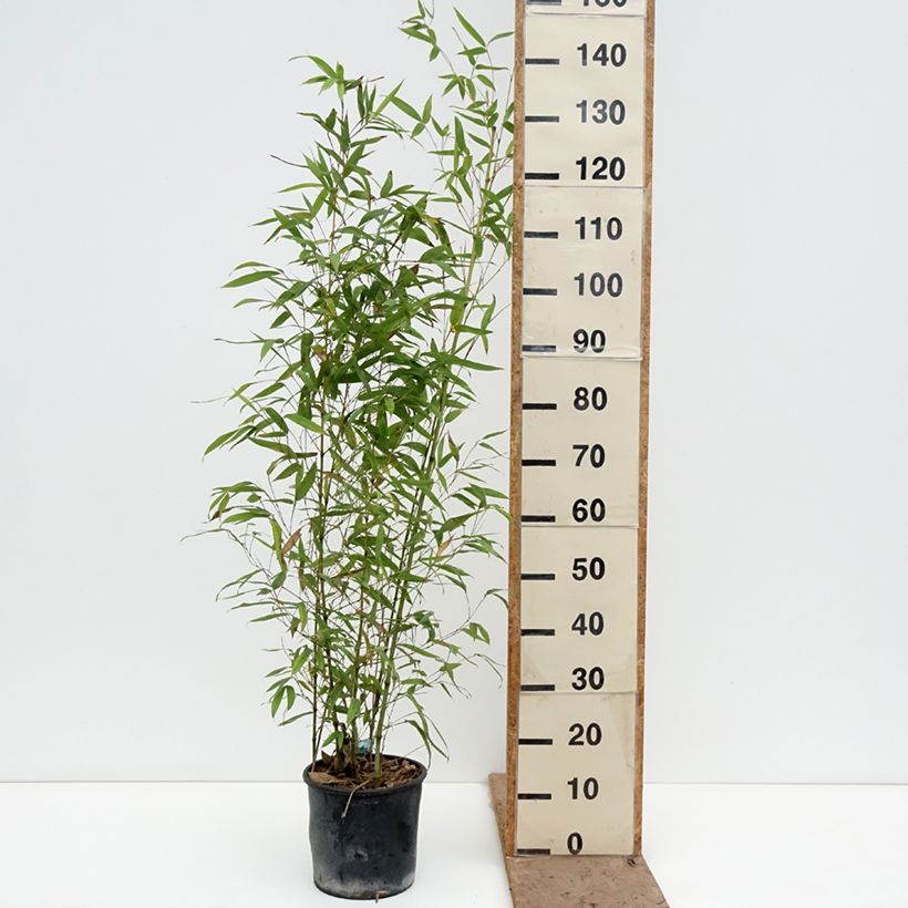 Phyllostachys aurea Koi - Fishpole Bamboo 4L/5L pot sample as delivered in spring