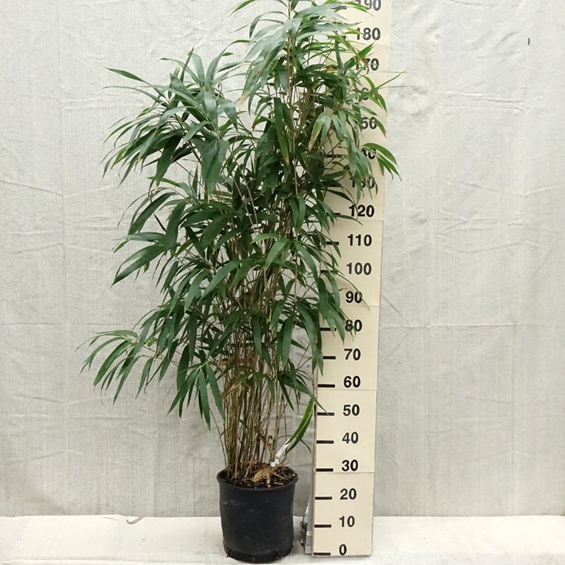 Pseudosasa japonica - Metake Bamboo 4L/5L pot sample as delivered in spring
