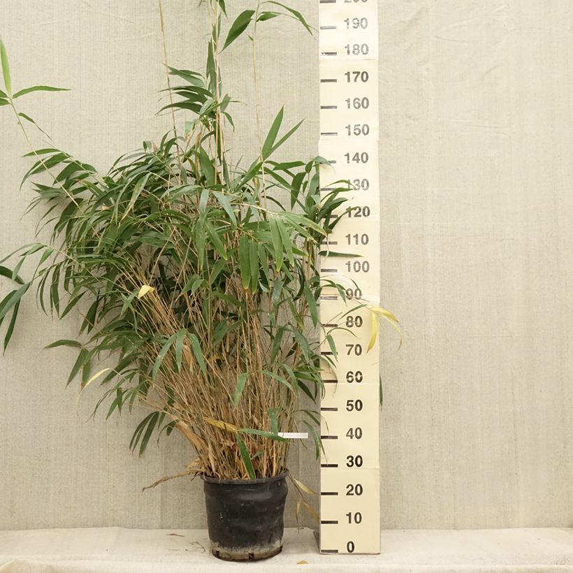 Pseudosasa japonica - Metake Bamboo 7.5L/10L pot sample as delivered in autumn