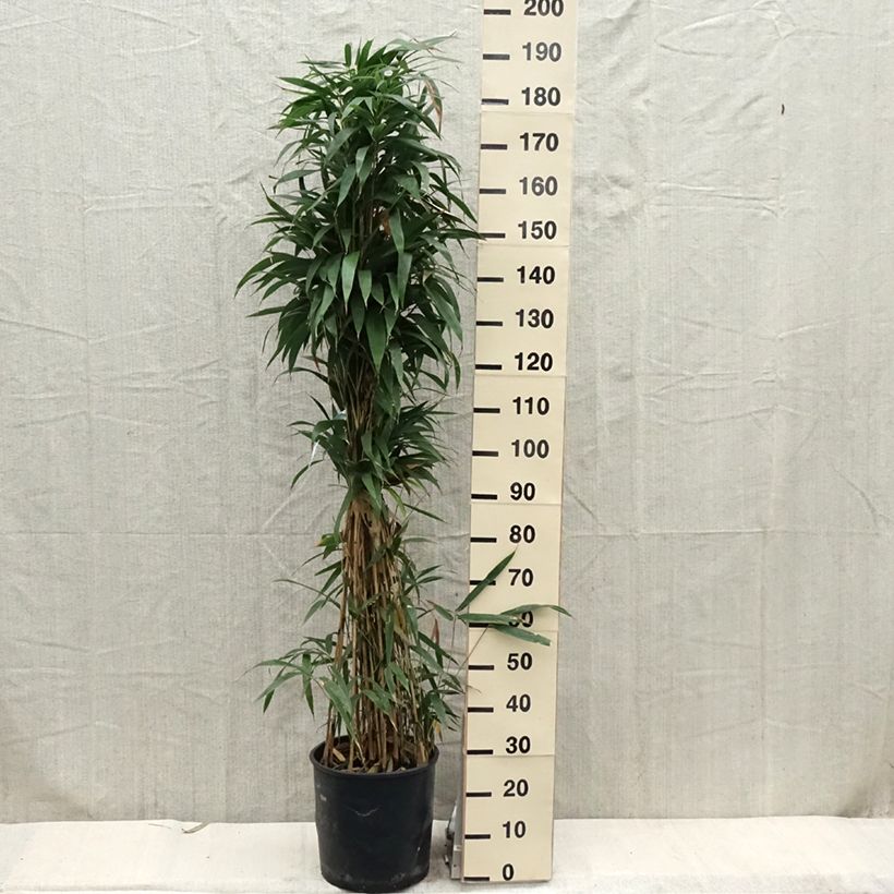 Pseudosasa japonica - Metake Bamboo 7.5L/10L pot sample as delivered in spring