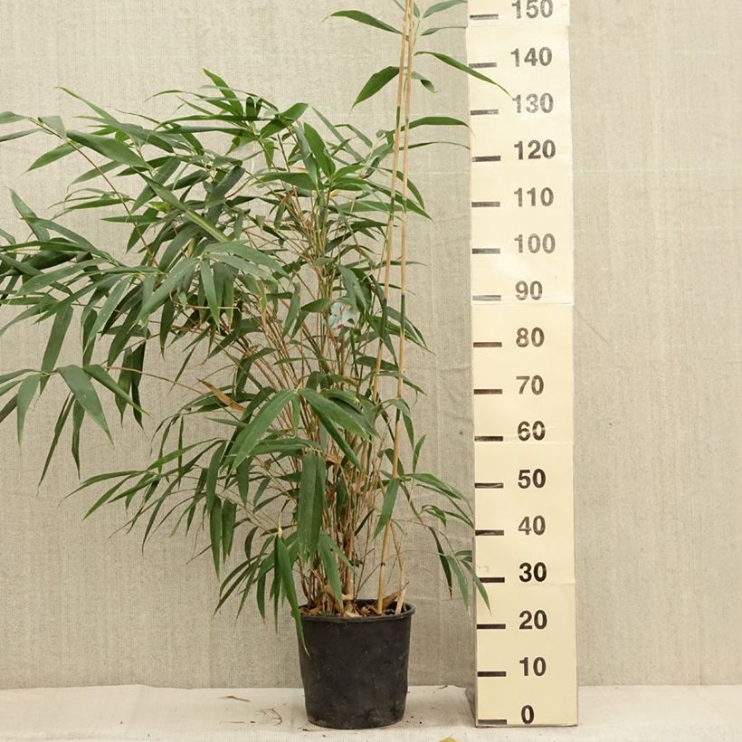 Pseudosasa japonica - Metake Bamboo 4L/5L pot sample as delivered in autumn
