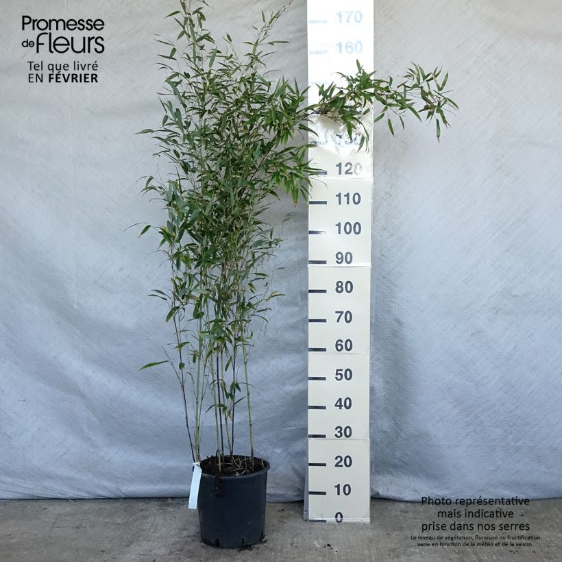 Black bamboo - Phyllostachys nigra 7.5L/10L pot sample as delivered in winter