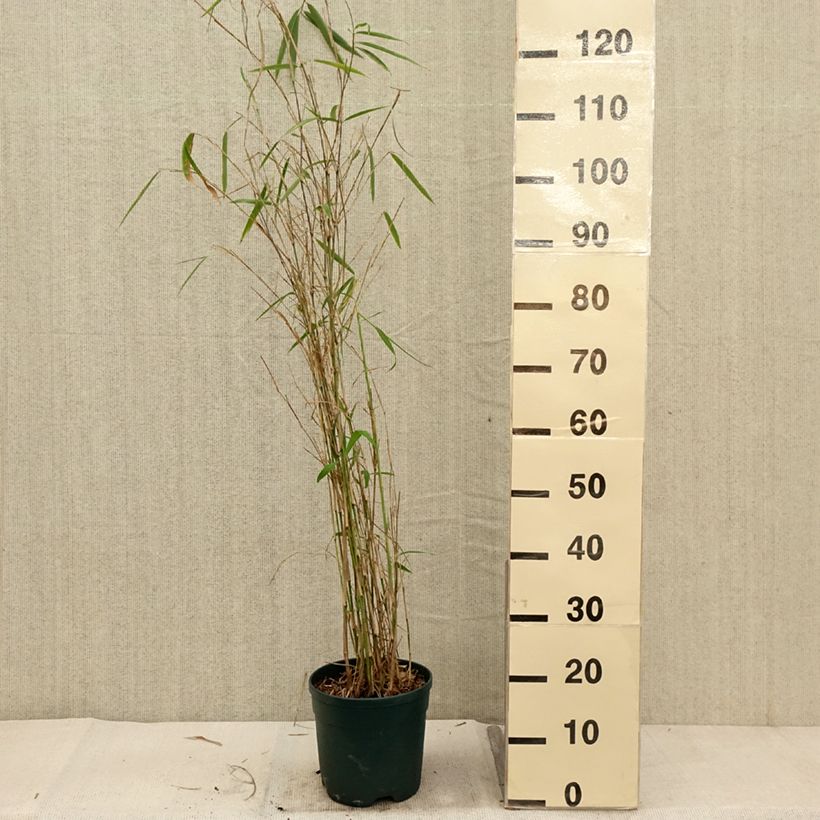Fargesia yunnanensis 4L/5L pot sample as delivered in autumn