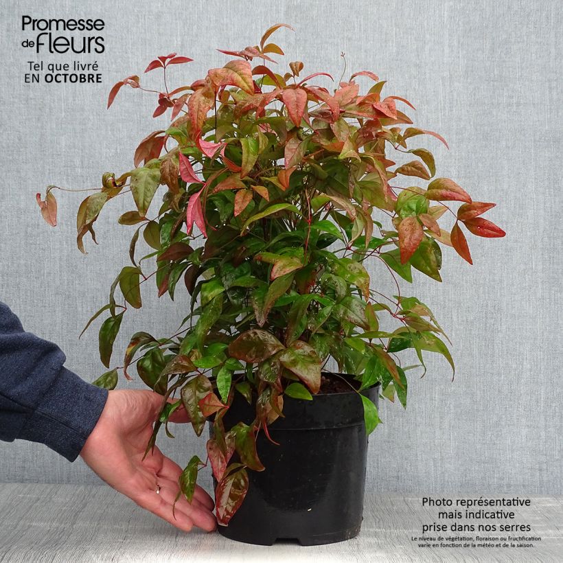 Nandina domestica Blush Pink Aka - Sacred Bamboo 2L/3L pot sample as delivered in autumn