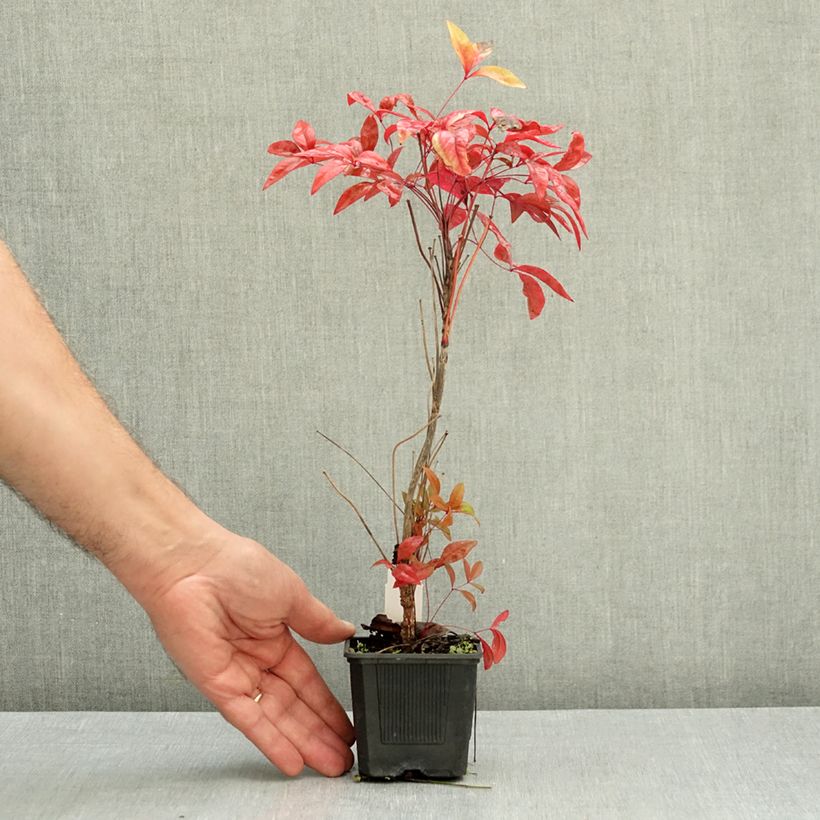 Nandina domestica Blush Pink Aka - Sacred Bamboo 8/9 cm pot sample as delivered in autumn