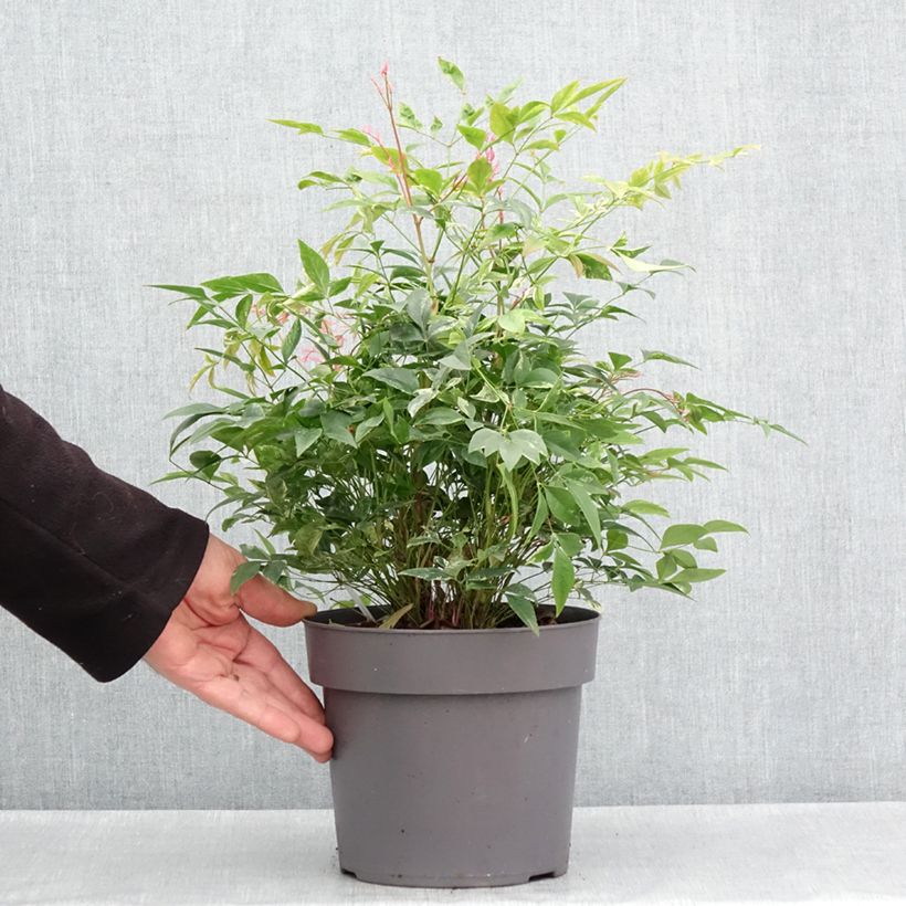 Nandina domestica Sunrise - Sacred Bamboo 3L/4L pot sample as delivered in spring