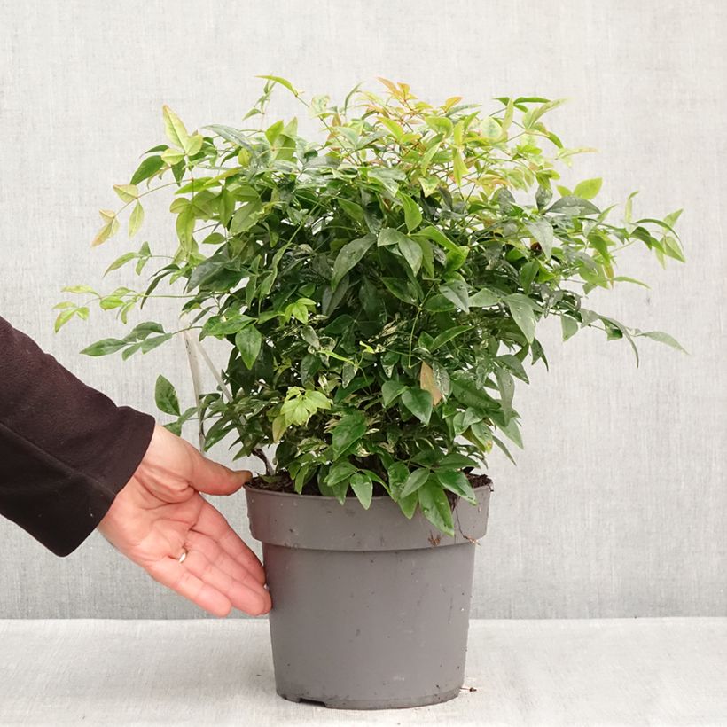 Nandina domestica Sunrise - Sacred Bamboo 3L/4L pot sample as delivered in autumn