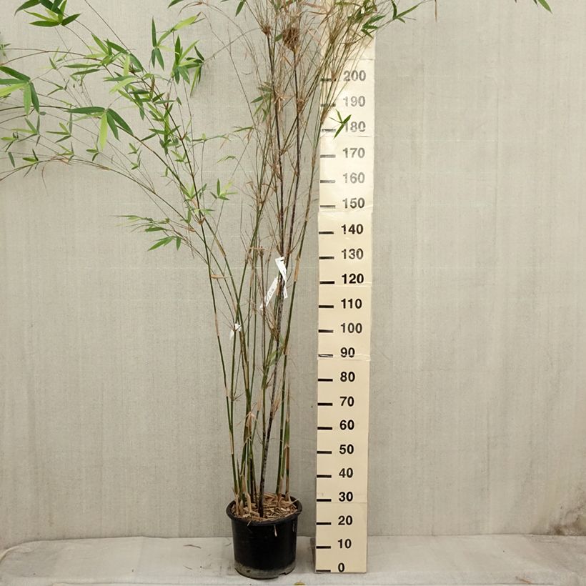 Bambusa glaucescens - Hedge Bamboo 7.5L/10L pot sample as delivered in autumn