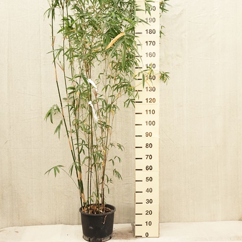 Bambusa glaucescens - Hedge Bamboo 7.5L/10L pot sample as delivered in spring