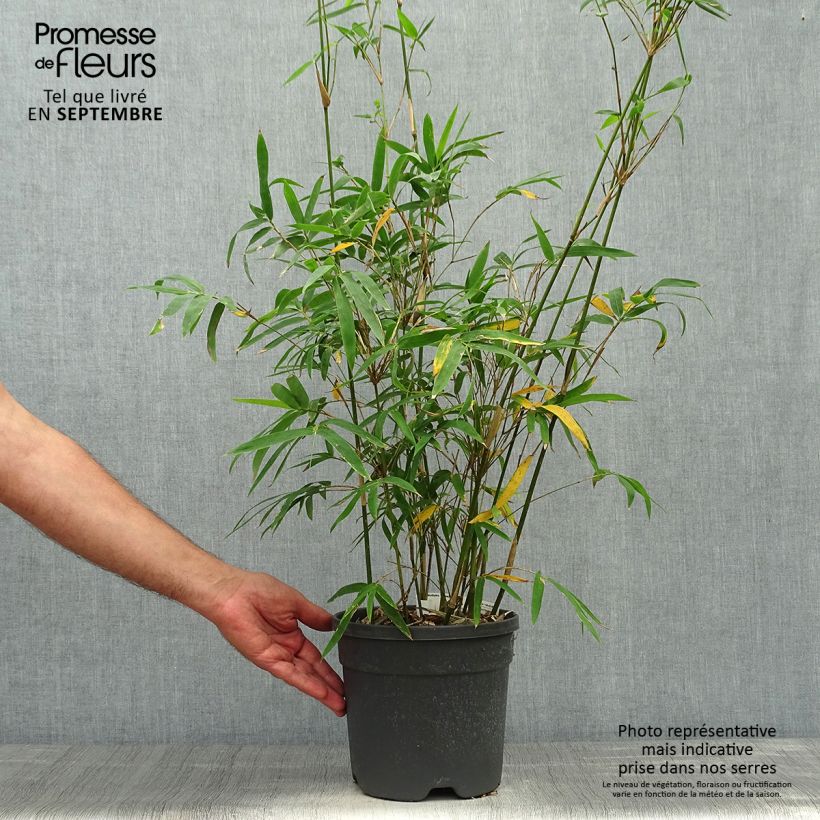 Bambusa glaucescens - Hedge Bamboo 4L/5L pot sample as delivered in autumn