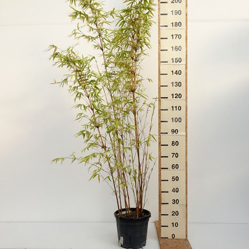 Bambusa glaucescens multiplex Alphonse Karr - Hedge Bamboo 7.5L/10L pot sample as delivered in autumn