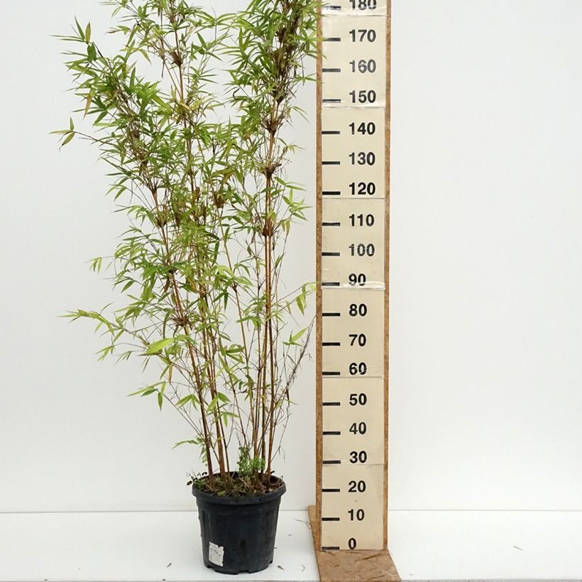 Bambusa glaucescens multiplex Alphonse Karr - Hedge Bamboo 7.5L/10L pot sample as delivered in summer