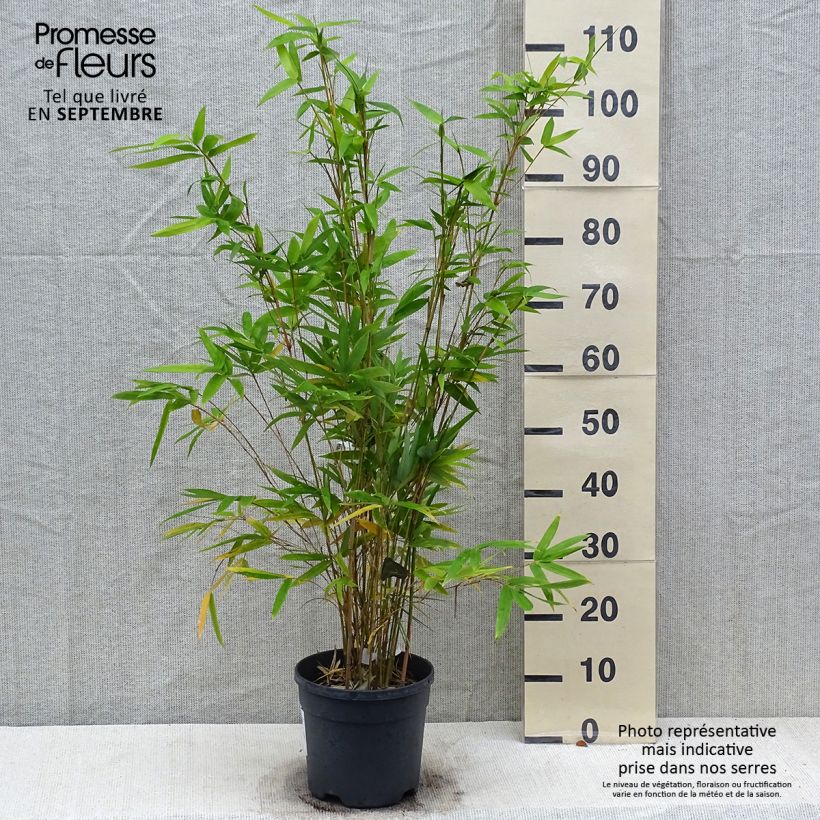 Bambusa glaucescens multiplex Alphonse Karr - Hedge Bamboo 4L/5L pot sample as delivered in autumn