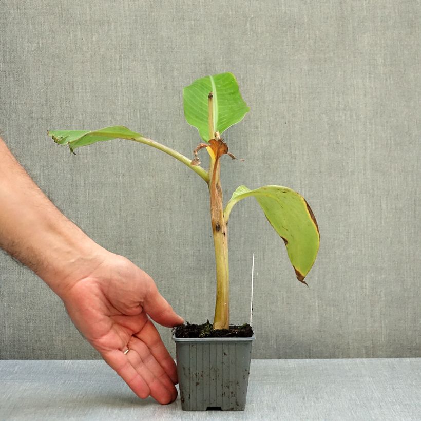 Musa acuminata balbisiana Ice Cream - Banana 8/9 cm pot sample as delivered in autumn