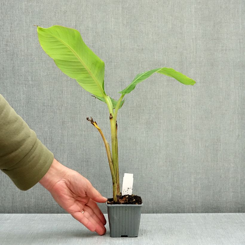 Musa sikkimensis Himalayensis Speciosa - Hardy banana 8/9 cm pot sample as delivered in autumn