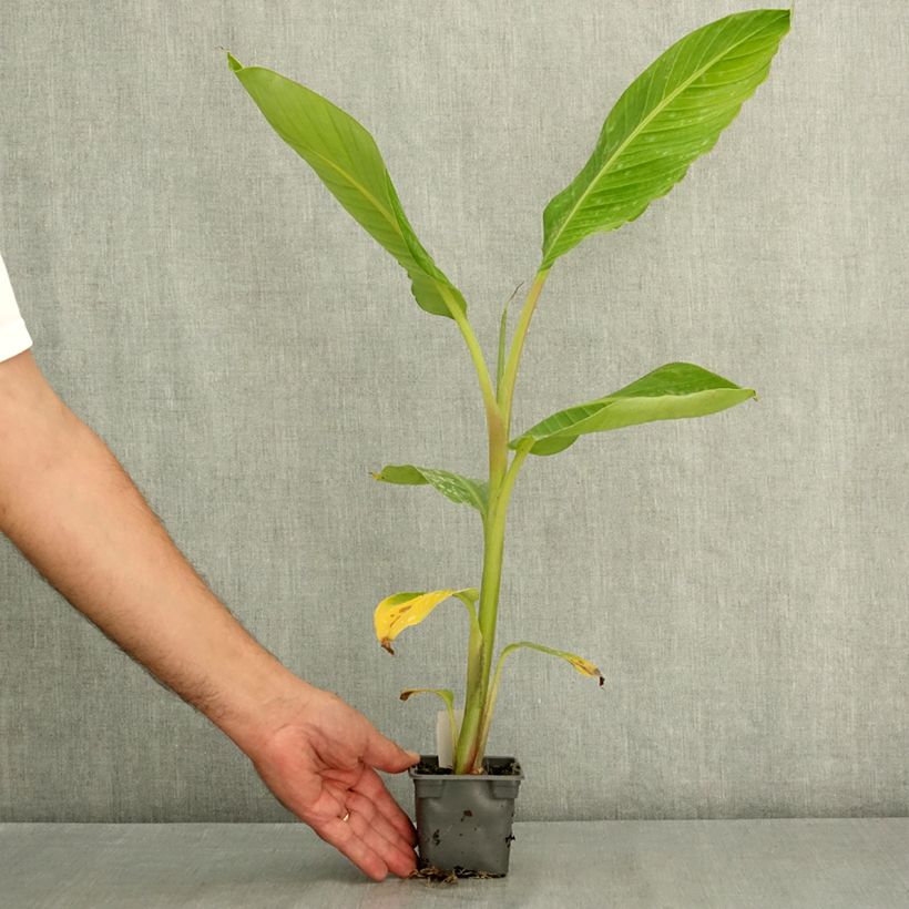 Musa sikkimensis Himalayensis Speciosa - Hardy banana 8/9 cm pot sample as delivered in summer