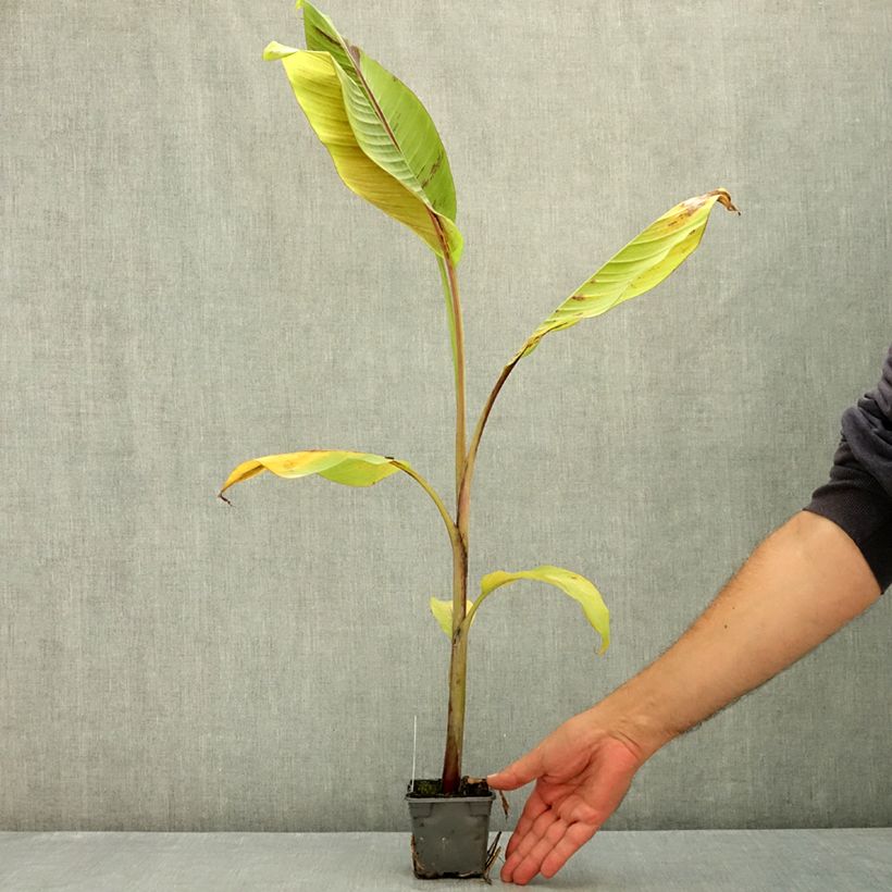 Musa Helen's Hybrid - Banana 8/9 cm pot sample as delivered in summer