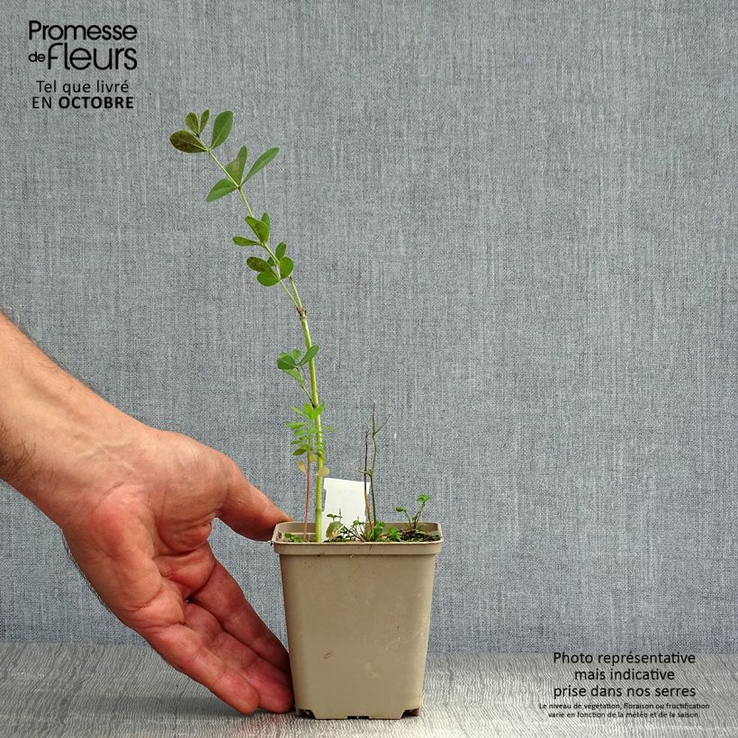 Baptisia australis var. minor Dark Blue - False Indigo 8/9 cm pot sample as delivered in autumn