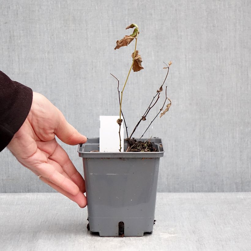 Baptisia Brownie Points - False Indigo 1L/1.5L pot sample as delivered in winter