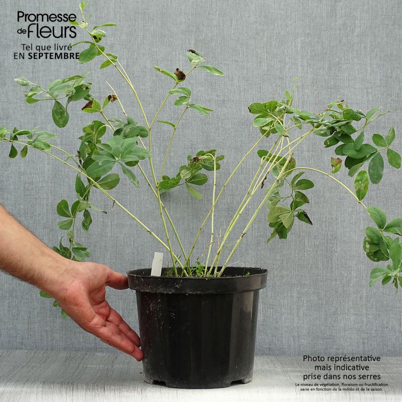 Baptisia Cherries Jubilee - False Indigo 4L/5L pot sample as delivered in autumn