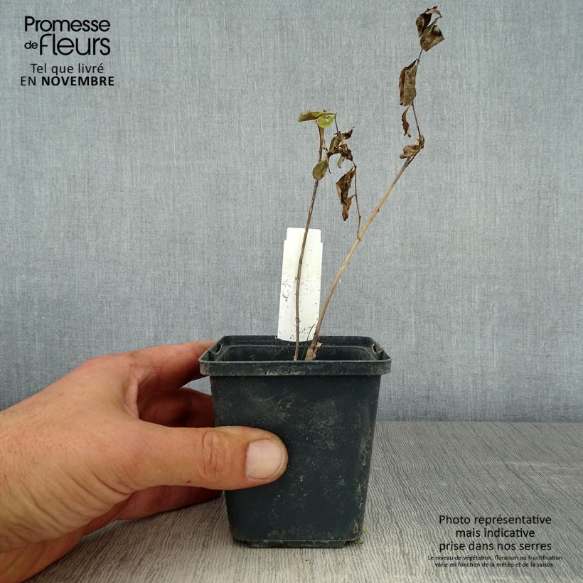 Baptisia Decadence Series Dark Chocolate - False Indigo 8/9 cm pot sample as delivered in autumn