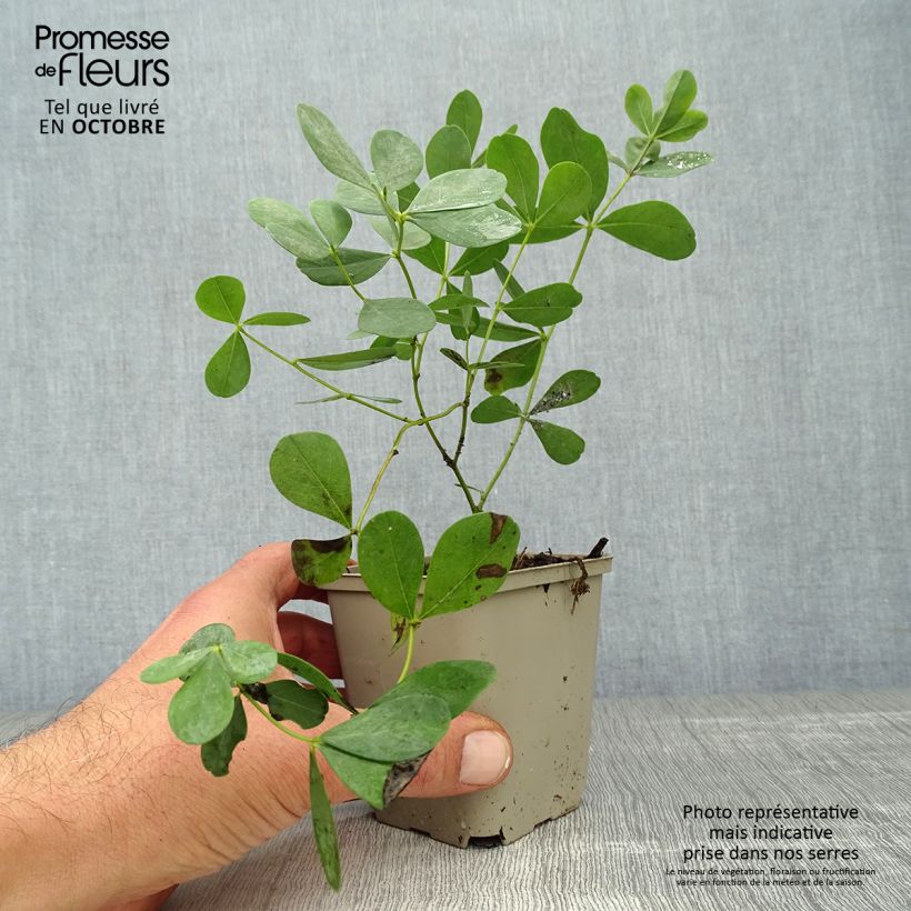 Baptisia Decadence Series Dutch Chocolate - False Indigo 8/9 cm pot sample as delivered in autumn