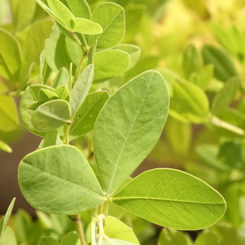 Baptisia alba - White False Indigo (Foliage)