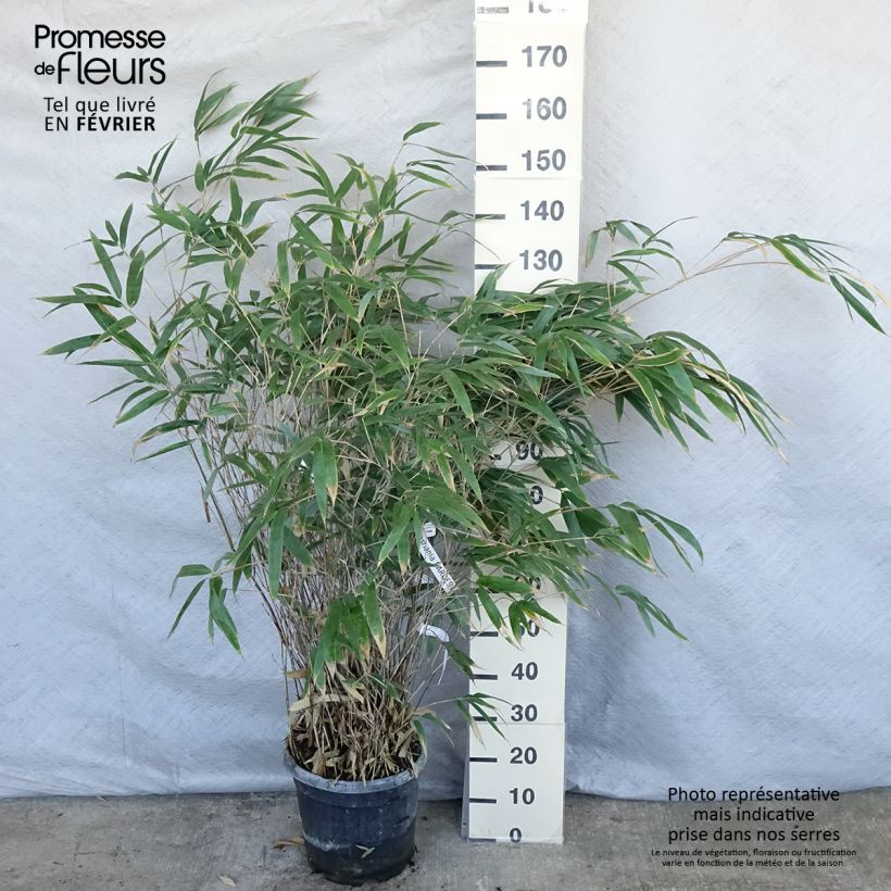Bashania fargesii 7.5L/10L pot sample as delivered in winter