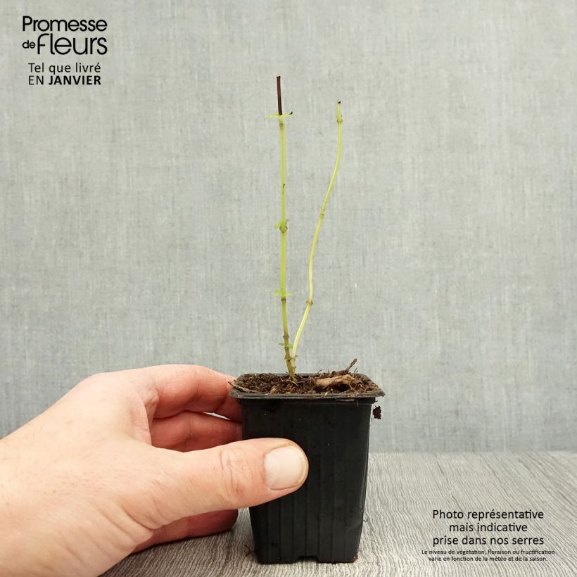 Ocimum fragrantissimum Selloi 8/9 cm pot sample as delivered in winter