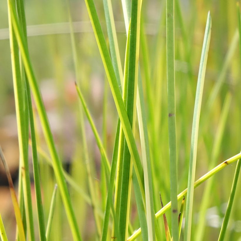 Baumea rubiginosa - Golden Spear (Foliage)