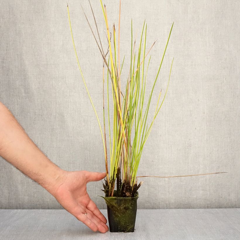 Baumea rubiginosa - Golden Spear 8/9 cm pot sample as delivered in autumn