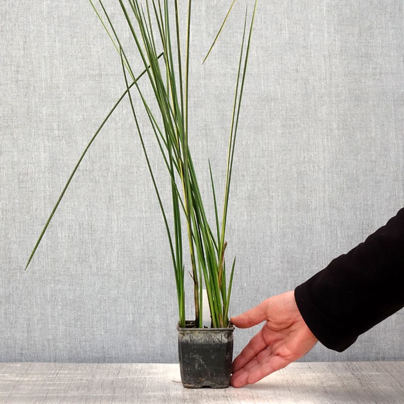 Baumea rubiginosa - Golden Spear 8/9 cm pot sample as delivered in spring