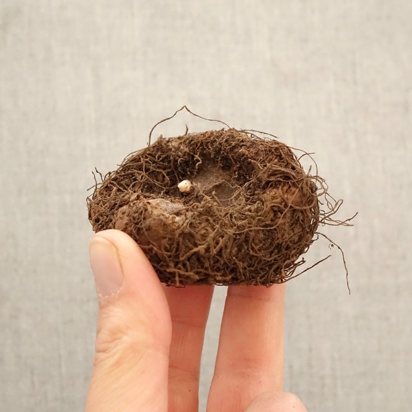 Begonia × tuberhybrida  Copper - Double grandiflora orange begonia Bulb size 6+ sample as delivered in spring