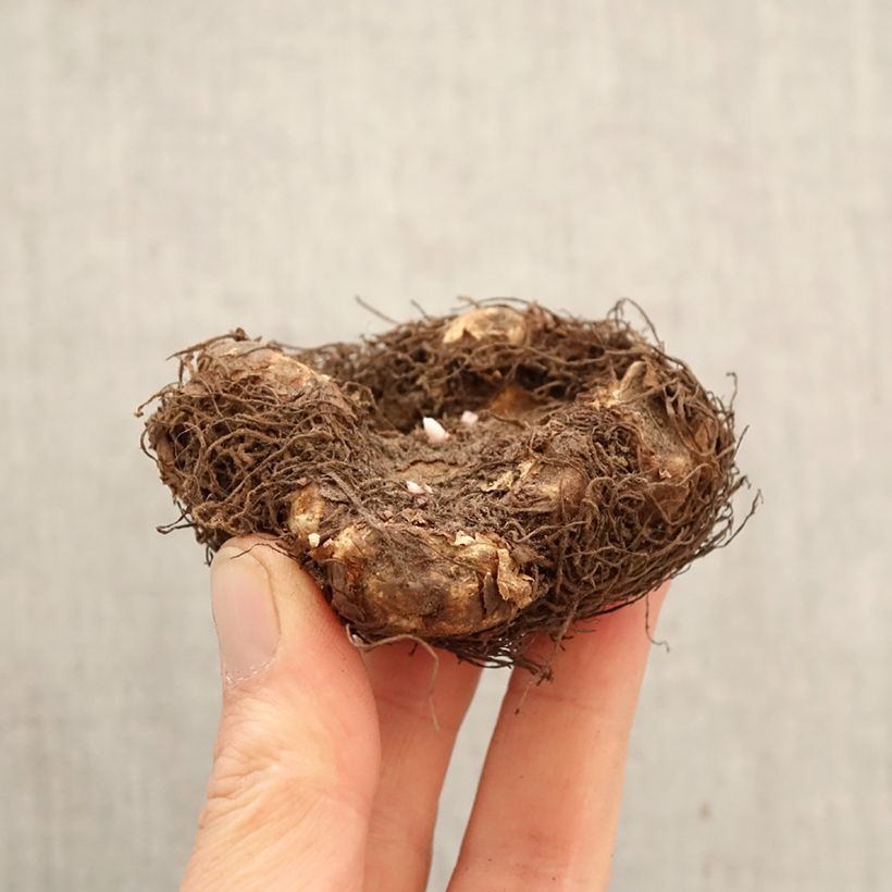 Begonia Grandiflora Dark red - Double tuberous begonia Bulb size 6+ sample as delivered in spring