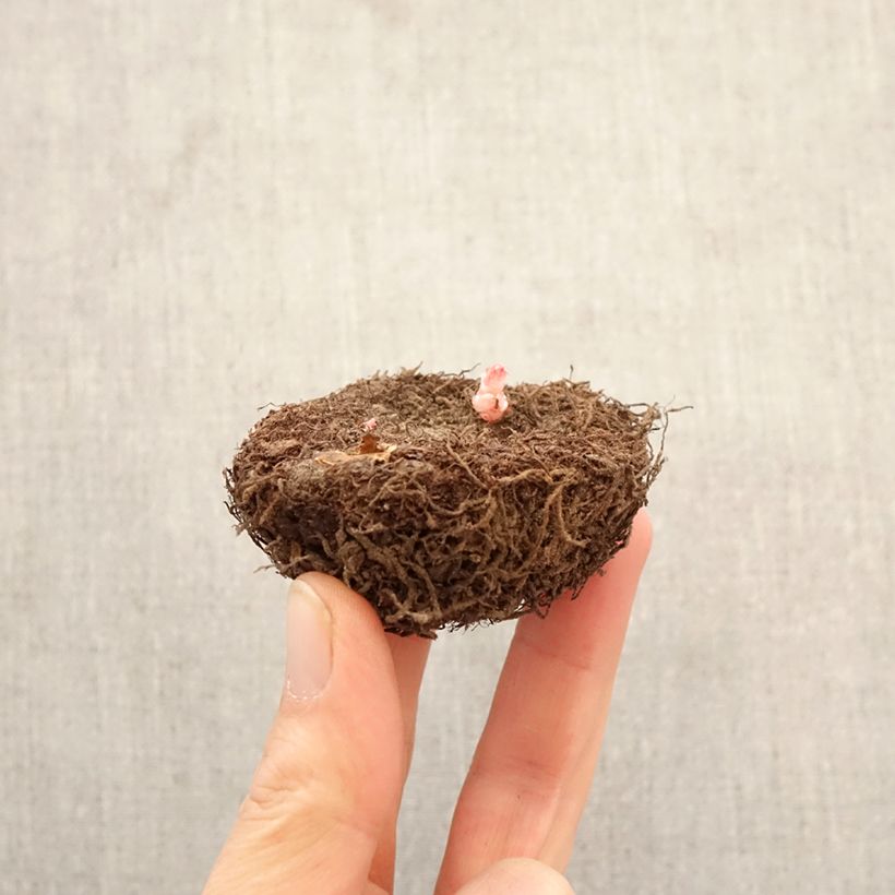 Begonia Grandiflora 8 colour mix - Large-flowered tuberous begonia mix Bulb size 6+ sample as delivered in spring