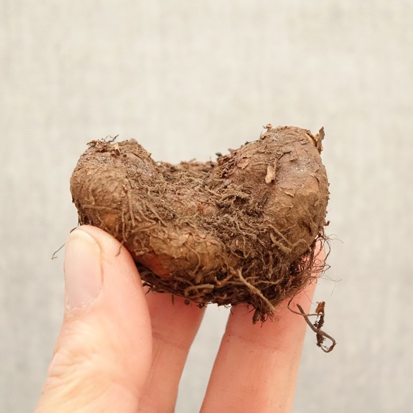 Begonia Non Stop® Goldorange - Non Stop Orange, tuberous begonia Bulb size 5+ sample as delivered in spring