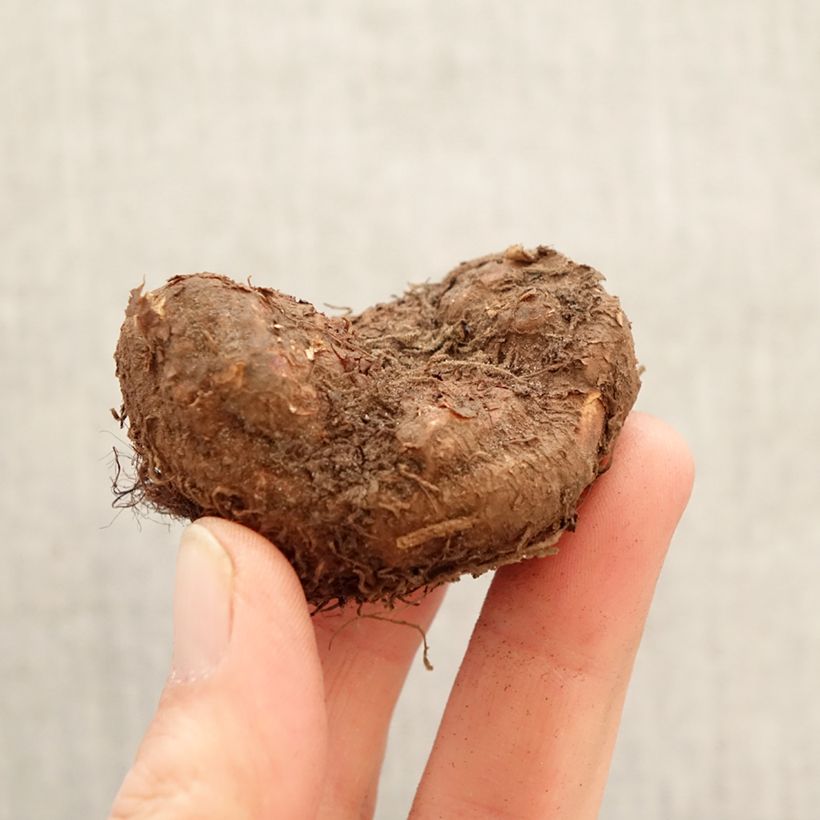 Begonia × tuberhybrida Non Stop® Pink - Double tuberous begonia Bulb size 5+ sample as delivered in spring