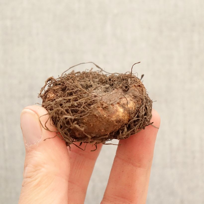 Begonia × tuberhybrida Nonstop® Scarlet - Hybrid tuberous begonia Bulb size 5+ sample as delivered in spring