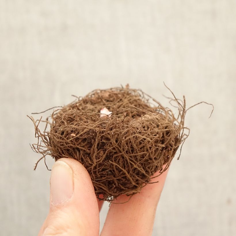 Begonia × tuberhybrida Non Stop® Yellow - Tuberous begonia Bulb size 5+ sample as delivered in spring