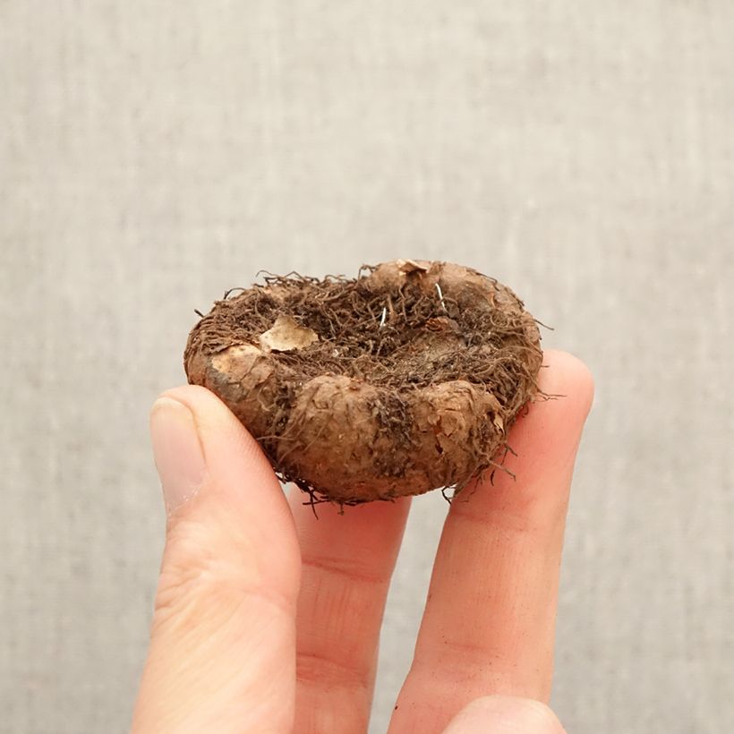 Trailing begonia Pink Delight - Begonia odorata Bulb size 5+ sample as delivered in spring