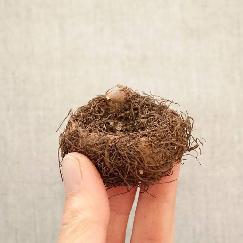 Begonia odorata Sunny Dream - Trailing scented tuberous begonia Bulb size 5+ sample as delivered in spring