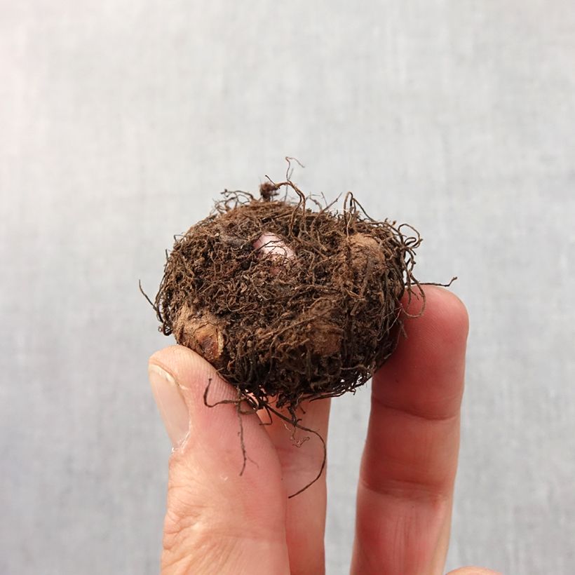 Begonia Fimbriata Group orange-flowered - Begonia bulbs Bulb size 6+ sample as delivered in spring