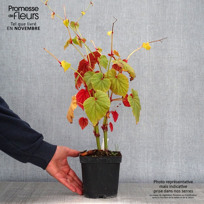 Begonia grandis subsp. evansiana 2L/3L pot sample as delivered in autumn
