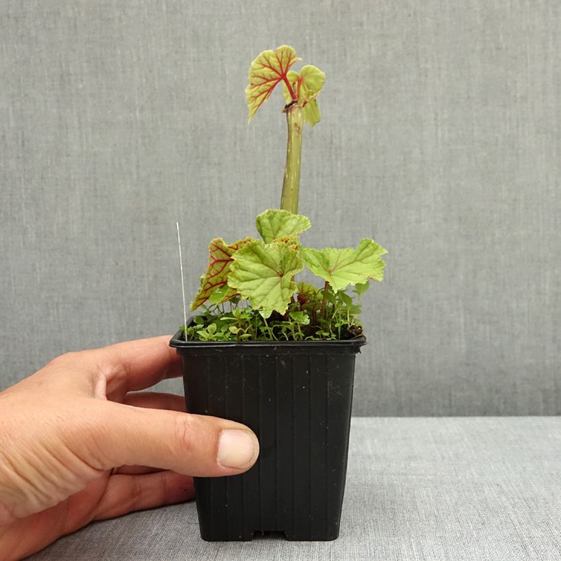 Begonia grandis subsp. evansiana var. alba Godet de 8/9 cm sample as delivered in spring